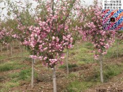 2022年垂絲海棠報(bào)價_沭陽新價格
