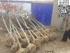 常用規(guī)格的白玉蘭樹(shù)多少錢(qián)？