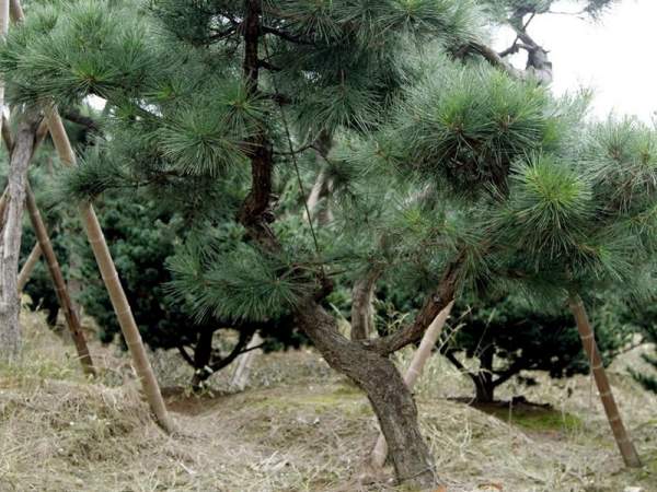 造型黑松樹哪里便宜？哪家的質(zhì)量好？