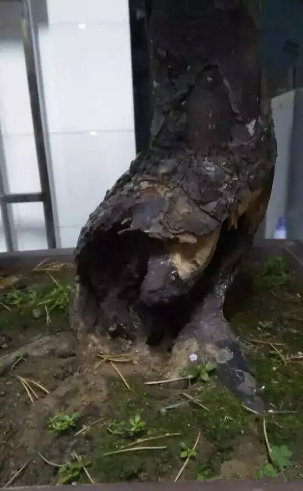 天?？惺车臉?shù)樁