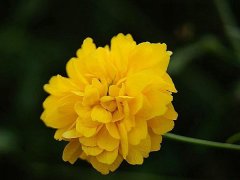 重瓣棣棠價(jià)格哪里便宜？產(chǎn)地在哪里？