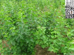 去那里購(gòu)買丁香苗最實(shí)惠？