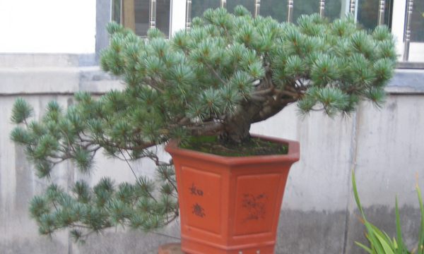五針?biāo)稍煨?/> </p><p>
	五針?biāo)芍仓贻^矮，生長(zhǎng)緩慢，葉短枝密，姿態(tài)高雅，樹(shù)形優(yōu)美，是制作盆景的上乘樹(shù)種，制作出的五針?biāo)傻脑煨颓ё税賾B(tài)，觀(guān)賞性非常好。</p>
      </div>



      
    </article>
  </main>

</div>
<footer id=