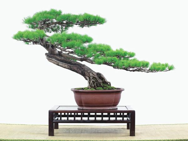 有著百變?cè)煨椭醯奈遽標(biāo)墒窃鯓訜挸傻?/><br/></div><p><strong>(1）取、審材</strong><br/>我國(guó)引種栽培五針?biāo)?，由于結(jié)實(shí)少，且多發(fā)育不良，種粒<a href='http://irzckaq.cn/huahaijianshe/138890.html' target='_blank'>發(fā)芽率</a>低，故多采用嫁接法繁殖。<br/>盆栽五針?biāo)?，是制作五針?biāo)膳杈暗闹饕牧?。它的根爪，可否顯露，樁干有無(wú)彎度，哪些地方突出好看，都要仔細(xì)審視一番。通過(guò)審材，找出好觀賞面。五針?biāo)捎^賞價(jià)值高低，在于姿色的奇妙與否。通過(guò)審材，進(jìn)行藝術(shù)取舍，決定部分根、枝、干、針葉的去留。<br/><strong>(2）上盆</strong><br/>①選盆：五針?biāo)勺藨B(tài)清秀古雅、翠葉蔥籠，宜用外型古雅，色澤深沉的紫砂陶盆。懸崖式用中深圓形盆或正方盆；斜干式、直干式則用長(zhǎng)方形盆或橢圓盆；曲干式用稍深的馬槽盆；合栽式用較淺長(zhǎng)方形盆，其大小可視樹(shù)形而選定。<br/>②用土：栽植五針?biāo)傻呐柰烈擞觅|(zhì)地疏松、肥沃的微酸性土，按輕壤60%，砂土3o%a與腐殖土to％的比例以及腐熟餅肥1份混合使用，PH值5-6最宜。<br/>③栽植：五針?biāo)缮吓柙灾惨源杭拘氯~吐芽前3月左右最好，也可在秋季新枝成長(zhǎng)后8月中旬至9月進(jìn)行。上盆前修剪傷根、爛根，剪短粗根，在剪口上涂蠟，以防松脂外流。栽時(shí)盆土要稍干，盆底墊一層碎瓦片及粗砂之類，以利排水透氣。<br/>④造型與布局：五針?biāo)芍l自然形成層片，層次分明，線條清晰；生長(zhǎng)緩慢，枝干上無(wú)不定芽萌發(fā)，因此不耐修剪。粗枝不易屈曲，蟠扎造型必須從幼齡樹(shù)開(kāi)始，五針?biāo)稍煨蛻?yīng)以吊扎為主，結(jié)合修剪，作為基本方法。<br/>制作五針?biāo)膳杈?，和其它?盆栽五針?biāo)?，是制作五針?biāo)膳杈暗闹饕牧?。它的根爪，可否顯露，樁干有無(wú)彎度，哪些地方突出好看，都要仔細(xì)審視一番。通過(guò)審材，找出好觀賞面。五針?biāo)捎^賞價(jià)值高低，在于姿色的奇妙與否。通過(guò)審材，進(jìn)行藝術(shù)取舍，決定部分根、枝、干、針葉的去留。<br/><br/><strong>制作五針?biāo)膳杈?，和其它盆景一樣，要注重盆面的布局，要講究自然，給人以舒適的美感。</strong><br/>盆面布局，應(yīng)有疏有密，或“疏能走馬”，或“密不通風(fēng)”。要突出主體，在一盆中，合栽幾株五針?biāo)?，要突出主體，其余則為烘托與陪襯。<br/>盆面布局，要講究層次，這在盆中表現(xiàn)為粗細(xì)、大小的對(duì)比。細(xì)到一枝一根上下功夫，使之形象生動(dòng)，景中有景。樹(shù)樁的枝干、針片，各占盆面多少位置，樹(shù)、石、亭、橋、屋宇、人物小品等配件的大小，要精心安排，恰到好處，突出盆景主題?？傊浞诌\(yùn)用藝術(shù)造型和造景手法以提高盆景的整體藝術(shù)美。<br/><br/></p><div align=