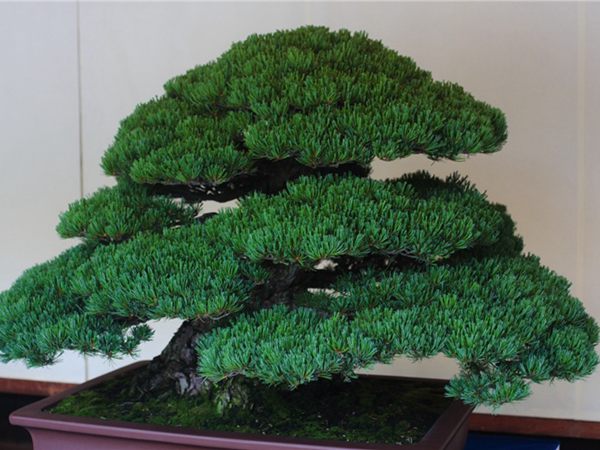 有著百變?cè)煨椭醯奈遽標(biāo)墒窃鯓訜挸傻?/><br/></div><p><strong>盆景的養(yǎng)護(hù)</strong><br/>(1）澆水<br/>盆土表面見(jiàn)干即澆透水。五針?biāo)上财赏?，忌盆土長(zhǎng)濕不干。喜葉水，可常噴葉水。五針?biāo)上矟駶?rùn)空氣，夏、秋天氣干燥時(shí)，要進(jìn)行地面噴水，以增加小環(huán)境的空氣濕度。<br/>(z）施肥<br/>五針?biāo)刹幌泊蠓?、濃肥，施肥過(guò)多易傷根。在缺肥控水的情況下，可促其長(zhǎng)成蒼老的姿態(tài)?？稍?-5月和9-11月，每月施淡肥水一次，6-8月不宜施肥。對(duì)幼樹(shù)可多施春肥，以加快生長(zhǎng)，對(duì)成樹(shù)可在秋季多施一些肥，以利保型和越冬需要。<br/>(3）修剪<br/>五針?biāo)尚藜糁饕钦?，控制生長(zhǎng)，保持樹(shù)形美觀。一般在每年3-4月間，新芽伸長(zhǎng)而未成針前，可視情況摘掉部分芽。如頂芽過(guò)密，長(zhǎng)勢(shì)旺盛可以多摘，反之少摘，摘芽宜在晴天進(jìn)行，傷口易愈合。此外還要根據(jù)樹(shù)形美的需要來(lái)考慮適度修剪，剪去過(guò)密枝、弱枝、枯枝以及多余枝條。枝條剪除宜在秋后進(jìn)行，為防止傷口流脂，應(yīng)及時(shí)用蠟封口為好。<br/>(4)病蟲(chóng)害防治<br/>五針?biāo)沙Ｒ?jiàn)葉銹病、根腐病、煤污病，介殼蟲(chóng)、蚜蟲(chóng)、紅蜘蛛等為害，可于冬季噴灑30倍石硫合劑或用農(nóng)藥予以防治。同時(shí)要注意通氣透光，盆土不宜過(guò)濕，以利于防治病蟲(chóng)害。<br/></p>
      </div>



      
    </article>
  </main>

</div>
<footer id=