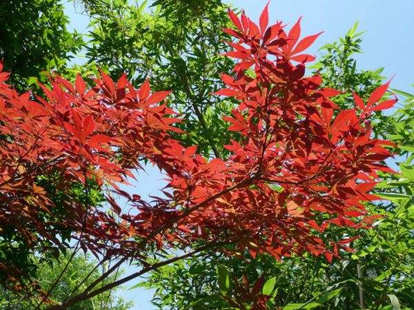 紅楓作衫，白楊為裙，美的傾國傾城！