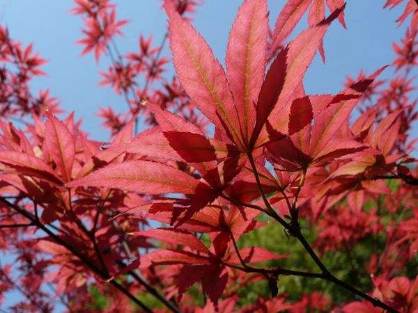 紅楓作衫，白楊為裙，美的傾國傾城！