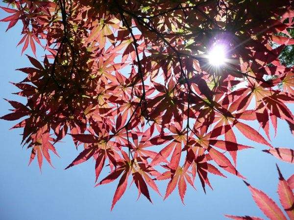 紅楓作衫，白楊為裙，美的傾國傾城！