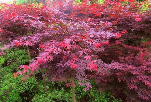 紅楓作衫，白楊為裙，美的傾國傾城！