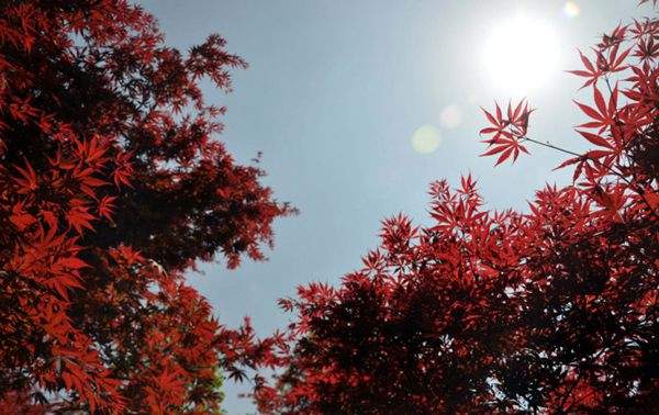 紅楓作衫，白楊為裙，美的傾國傾城！