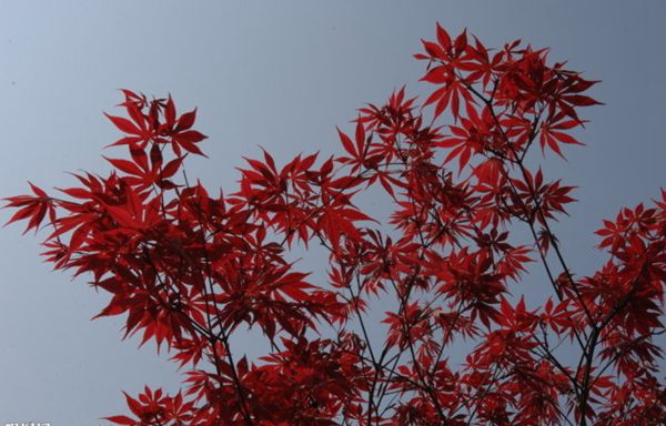 紅楓作衫，白楊為裙，美的傾國傾城！