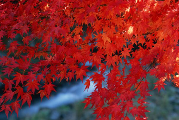 紅楓作衫，白楊為裙，美的傾國傾城！