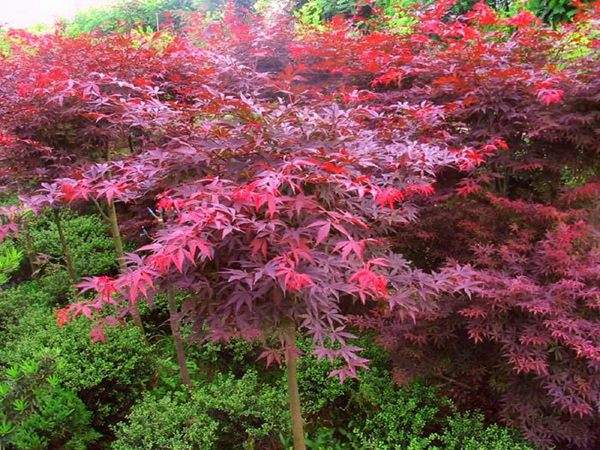 大型紅楓基地實拍圖曝光！