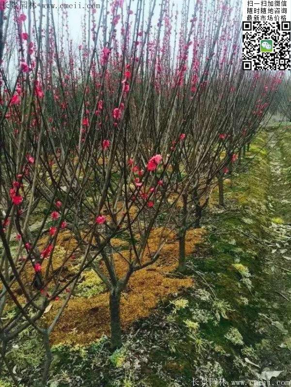 國(guó)內(nèi)數(shù)一數(shù)二紅梅花產(chǎn)地，你知道幾個(gè)