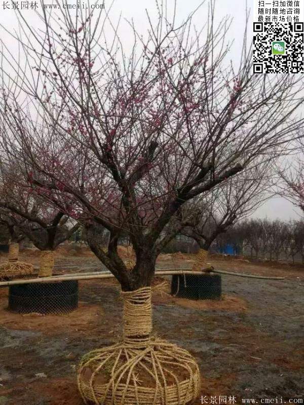 國(guó)內(nèi)數(shù)一數(shù)二紅梅花產(chǎn)地，你知道幾個(gè)