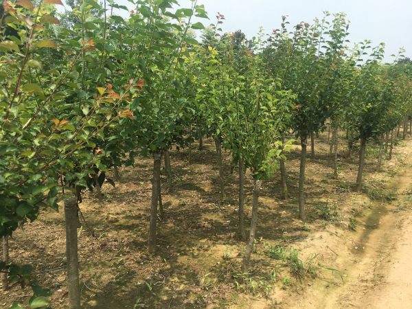 高端、大氣、上檔次的紅梅