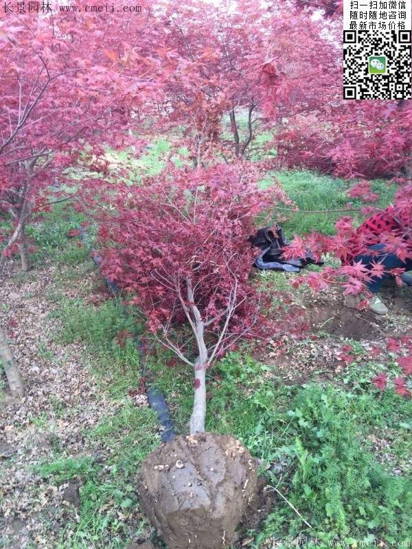 1.2、1.5、1.8米的紅楓樹