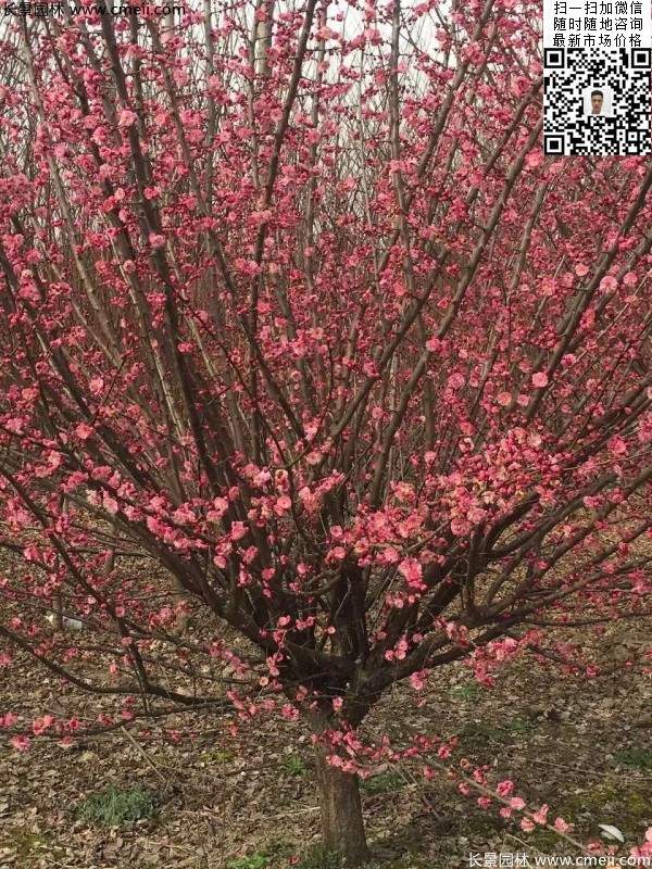 紅梅樹(shù) 紅梅樹(shù)