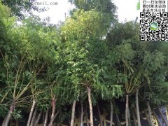 求購(gòu)5、6、7、8公分的精品黃金槐，還是到沭陽(yáng)，