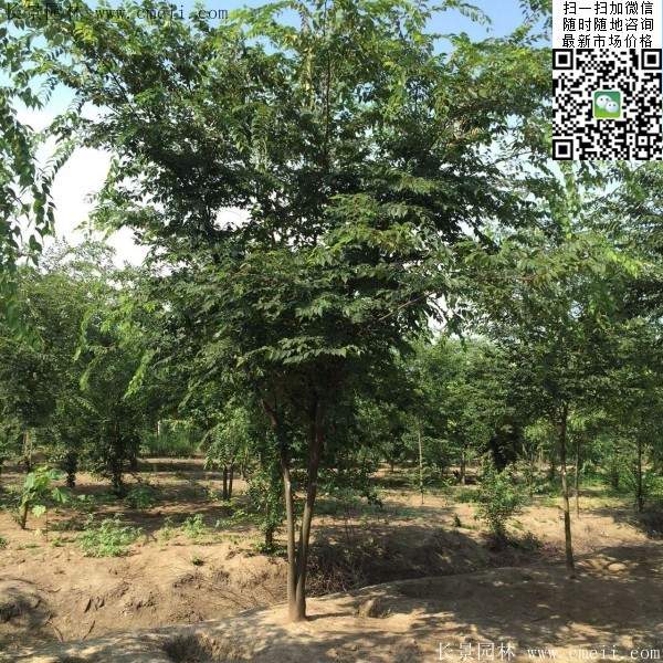 櫸樹 櫸樹