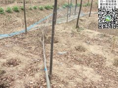 你還在為買(mǎi)櫸樹(shù)四處奔波嗎？那你就out了，告訴