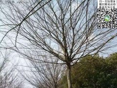 櫸樹(shù)的綠衣雖好看，但是變成光桿司令的“它”