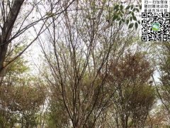 這個(gè)秋季讓櫸樹(shù)占盡了風(fēng)采，你還在持觀望的態(tài)