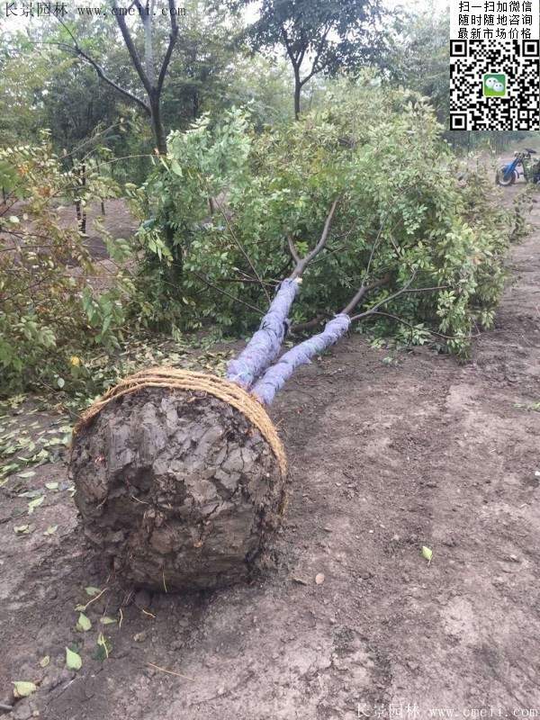 三棵櫸樹(shù)的故事 三棵櫸樹(shù)的故事