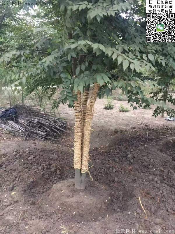 三棵櫸樹(shù)的故事 三棵櫸樹(shù)的故事