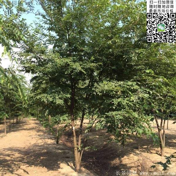 三棵櫸樹(shù)的故事 三棵櫸樹(shù)的故事