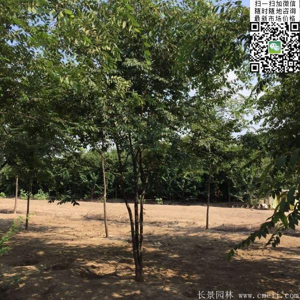 三棵櫸樹(shù)的故事 三棵櫸樹(shù)的故事
