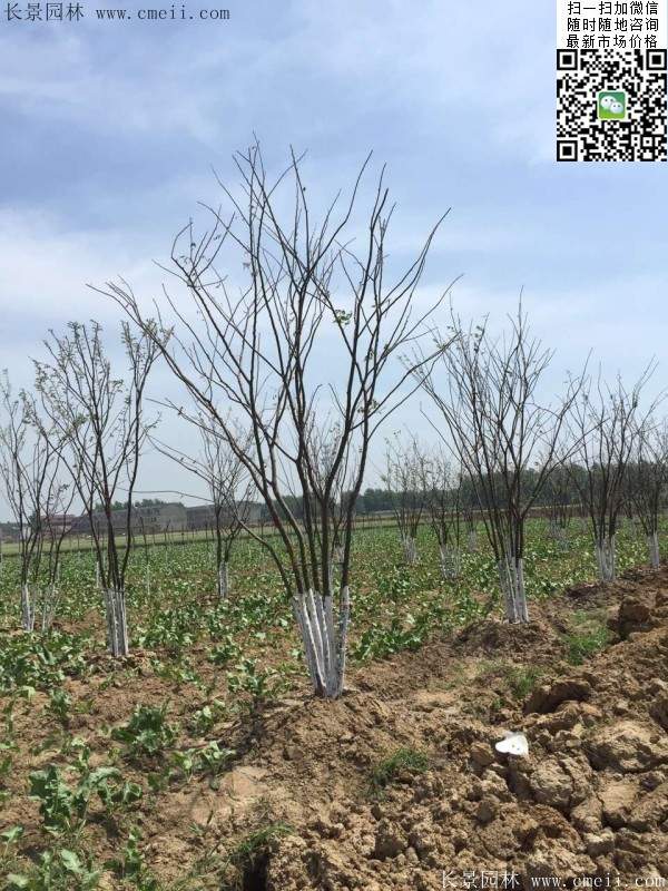 三棵櫸樹(shù)的故事 三棵櫸樹(shù)的故事