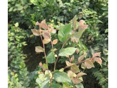 紅櫸與櫸樹(shù)有什么不同？