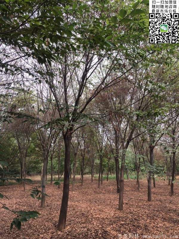 沭陽(yáng)大櫸樹(shù) 沭陽(yáng)大櫸樹(shù)