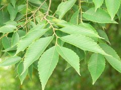 專家提醒：櫸樹(shù)和樸樹(shù)不是同一種樹(shù)嗎？