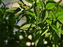 櫸樹(shù)為什么又叫作血櫸，這其中有什么奧秘嗎?