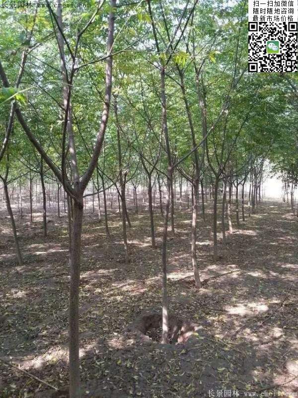 苦楝苗，苦楝樹