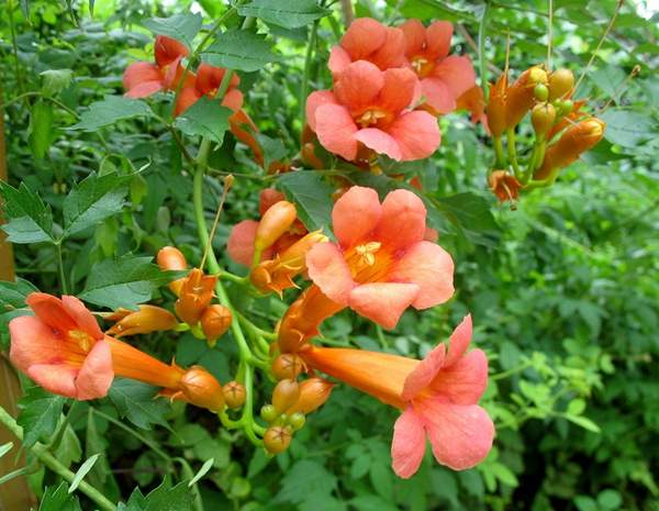 沭陽(yáng)的凌霄花 沭陽(yáng)的凌霄花