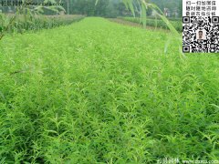 2016下半年最新桃樹多少錢一棵？