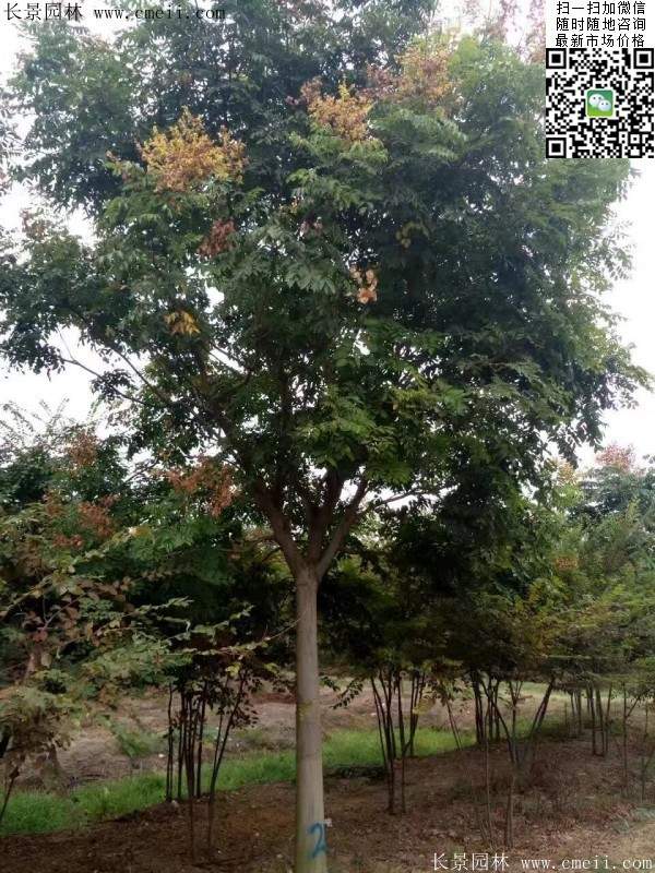 欒樹 欒樹