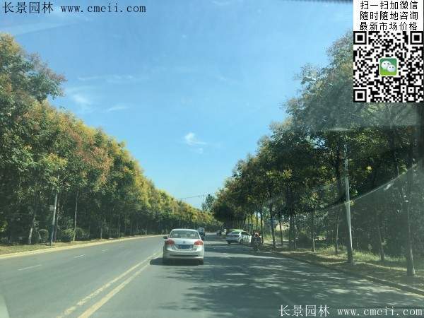 欒樹 欒樹