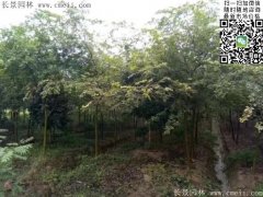 珍貴的紅櫸樹(shù)在我這，只珍不貴！