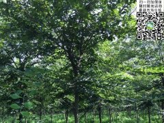 目前國(guó)內(nèi)櫸樹(shù)哪里最多，你一定不知