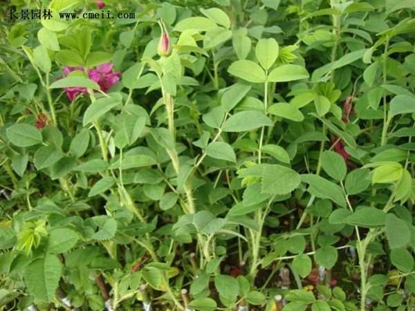 物美價(jià)廉的食用玫瑰在哪買？