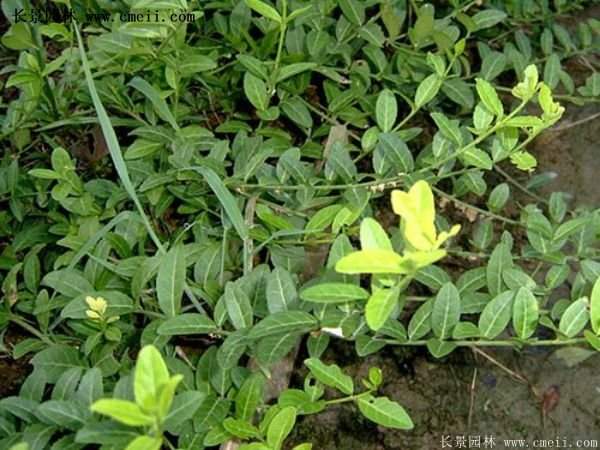 沭陽低價(jià)扶芳藤 沭陽低價(jià)扶芳藤