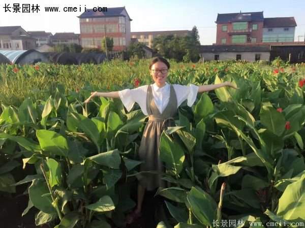 低價格，高質(zhì)量的美人蕉