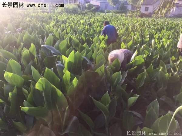 低價格，高質(zhì)量的美人蕉