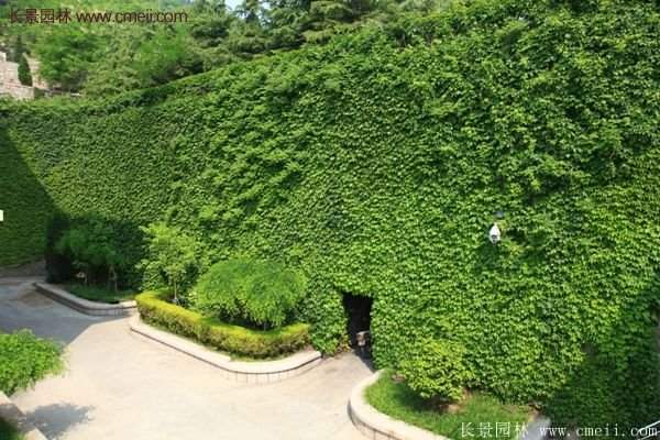爬山虎都能種植在哪些地方?