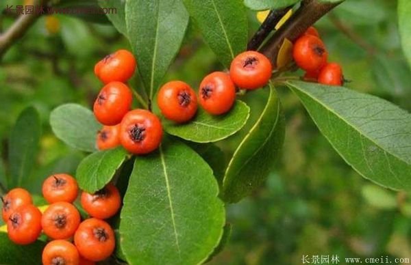 沭陽火棘苗、火棘球