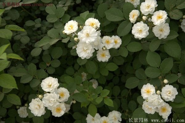 薔薇苗哪里有賣？